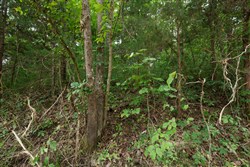 property photo for Springlake Plat 4 Tract 116, 0.2 acres for sale in Miller County, Missouri